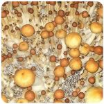 Псилоцибиновые (галлюциногенные)  грибы Psilocybin "Golden Teacher" в Агидели