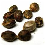 Семена марихуаны АК-47  (Seeds AK-47) в Агидели